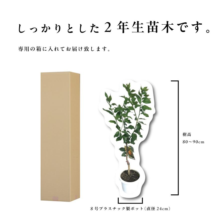 トゲ無しマイヤーレモン レモンの木 レモン 苗木 接木苗 8号