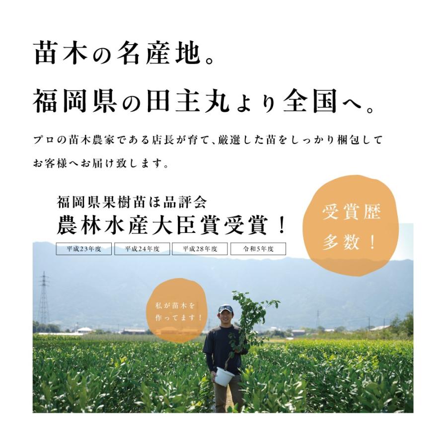 トゲ無しマイヤーレモン レモンの木 レモン 苗木 接木苗 8号