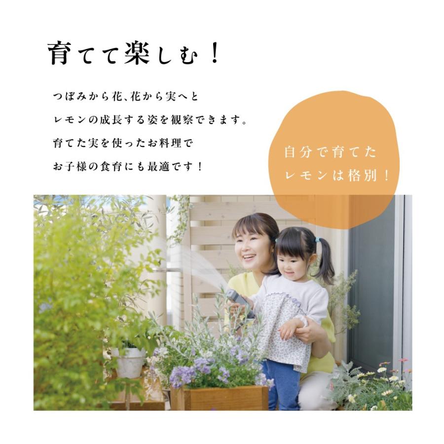 トゲ無しレモン レモンの木 レモン 苗木 接木苗 8号 トゲ無しレモン レモンの木 レモン 苗木 接木苗 8号