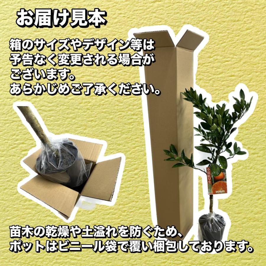 吉田ポンカン【特等２年生苗木】苗木 みかんの木 接木苗 みかん 5号ポリポット（直径１５cm）シンボルツリー 庭木 植木 木 常緑樹 鉢植え ギフト｜kirari66｜03