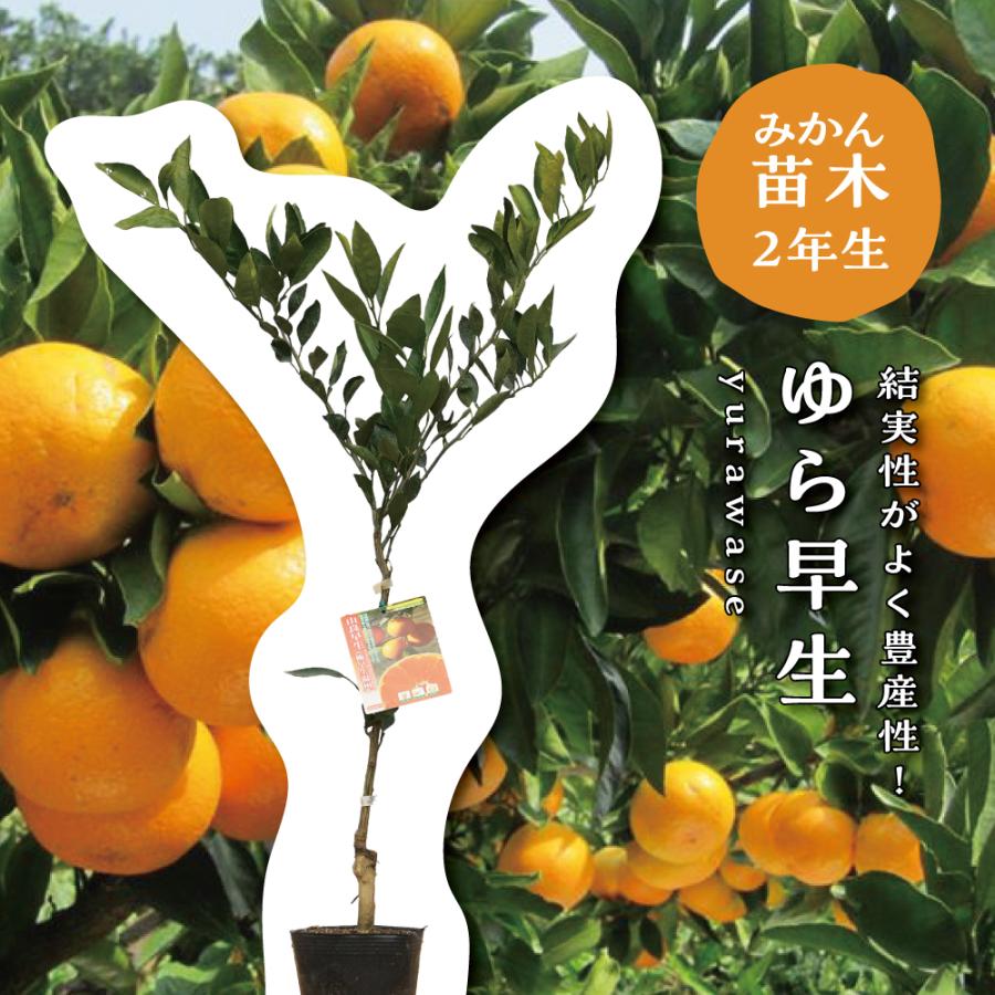 ゆら早生【特等2年生苗木】苗木 みかんの木 接木苗 みかん 5号