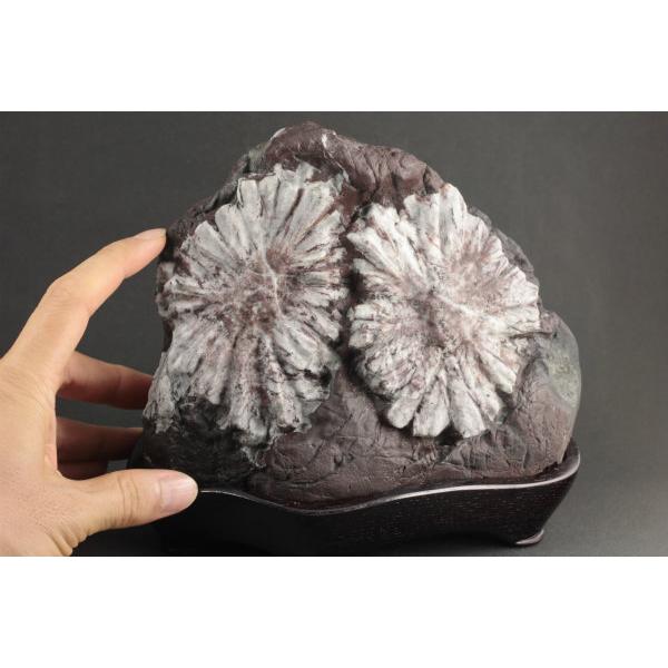 岐阜県根尾谷産 菊花石 台付き 2.6kg : 天然石通販キラリ石 Yahoo!店