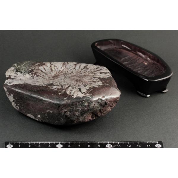 岐阜県根尾谷産 菊花石 台付き 826g : 天然石通販キラリ石 Yahoo