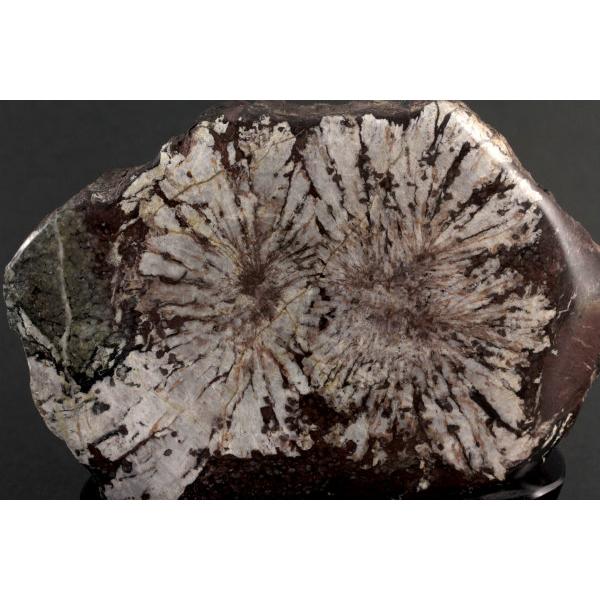 岐阜県根尾谷産 菊花石 台付き 826g : 天然石通販キラリ石 Yahoo!店