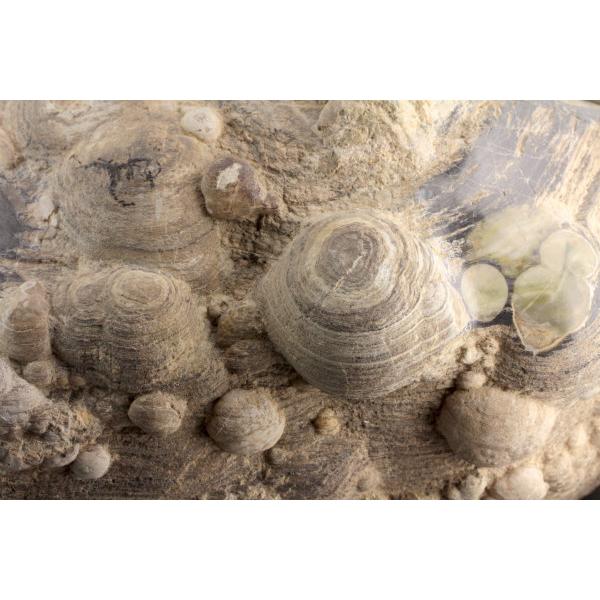 北海道産球顆流紋岩 27.4kgの画像