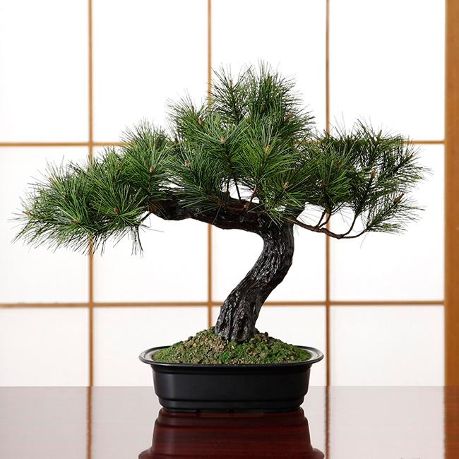 アレンジ盆栽 富士の松 造花 フェイクグリーン 盆栽 松 観葉植物 光触媒 光触媒加工 脱臭 抗菌 和 和風 和室 インテリア 即納 081 キレイスポット 通販 Yahoo ショッピング