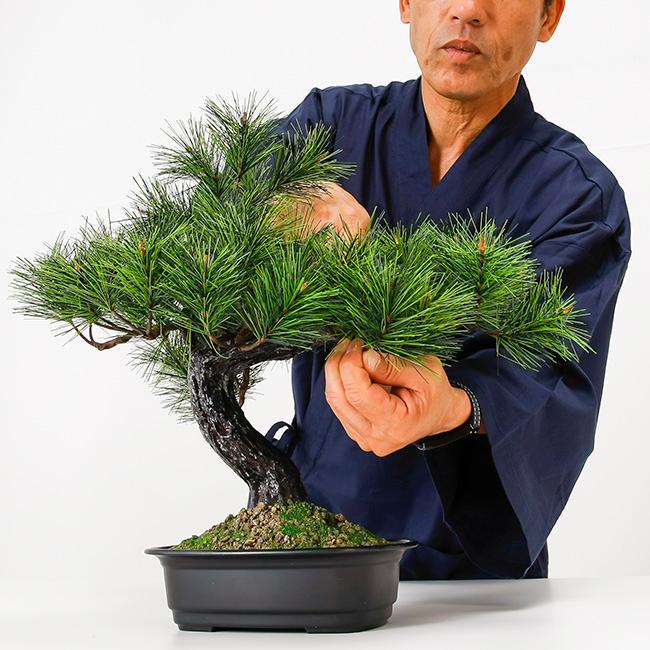 アレンジ盆栽 富士の松(造花 フェイクグリーン 盆栽 松 観葉植物