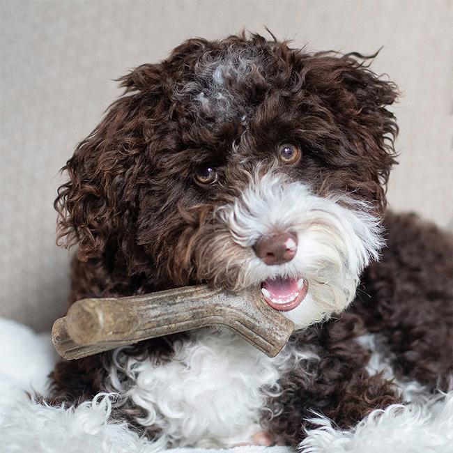 Benebone ベネボーン パピー メープルスティック スモール(犬種 14kg 未満 おもちゃ 犬 カミカミ 噛み癖 遊ぶ グッズ)｜kireispot｜03