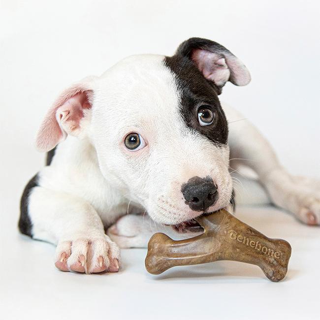 Benebone ベネボーン 2パック パピー ベーコン ウィッシュボーン＆デンタルチュー(犬 7kg 未満 子犬 おもちゃ いぬ)｜kireispot｜05