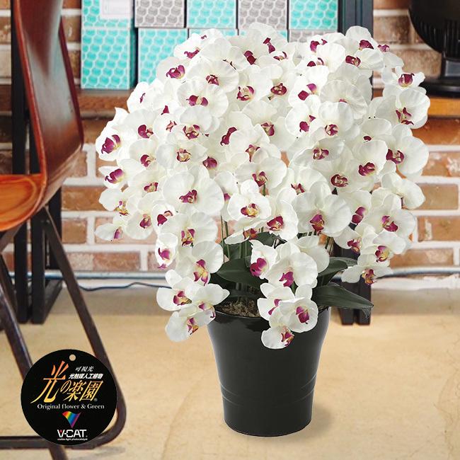 肌触りがいい 光の楽園 プレミアム胡蝶蘭7本立ｗ Ab 胡蝶蘭 お祝い 飾り 造花 観葉植物 お花 ギフト 光触媒 メーカー直送 1 2w 欠品カラー再入荷 Bengkuluselatankab Go Id