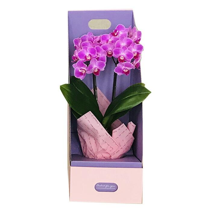 レビューで送料無料 鉢花 鉢植え 花 造花 天祥 輝花 苗 お供え ピンク 黄色 ブルー プレゼント ギフト お祝い 3号2f 胡蝶蘭 テーブル バレンタインおすすめ 迷ったらプロにおまかせ 生花 お花 ラン 生花 Miacityhotel Com