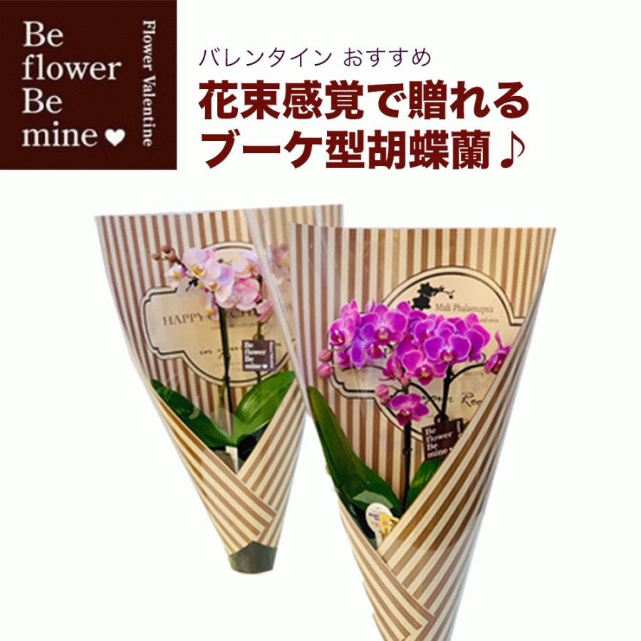 ミディ胡蝶蘭 3 5号2f 胡蝶蘭 お祝い In Your Room 造花 鉢花 フラワー 花 鉢植え ギフト ミニ胡蝶蘭 ミディ胡蝶蘭 激安 誕生日 開店 移転 還暦 C 0038 Kirei綺麗な空間 通販 Yahoo ショッピング