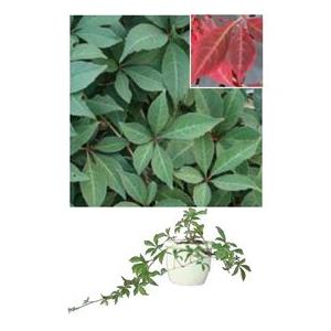 オンリーワン 長尺ツル性植物 ナツヅタ Kj6 Tndh ヘンリーヅタ