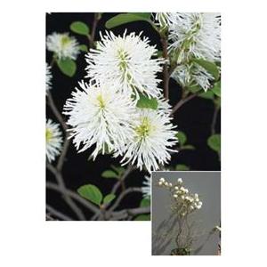 無料発送 オンリーワン　植栽・美しい花　フォッサギラ　マヨール　KJ6-TUFS その他苗木、植木
