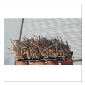 中古 クローバーターフ カラータイプ 芝丈30mm 1ｍ×10ｍ CTLA30 『人工芝 ロール 庭 リアル 茶色』 カフェラテ 【RI7876027081】(28004円)