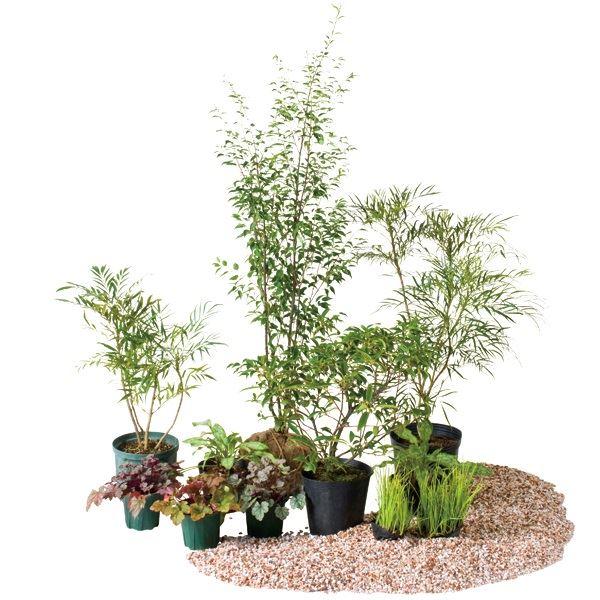 珍しい オンリーワン 目的で選ぶ 植栽セット シェード ハイノキ 日陰用 Ye6 Set05 在庫一掃 Www Technet 21 Org