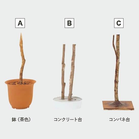 グローベン リフェイクグリーン 人工植物 樹木・屋内用 トネリコ H1800 専用土台付き_2