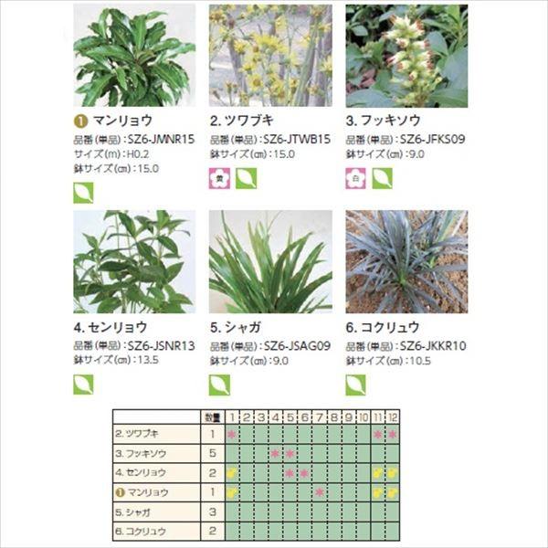 オンリーワン 目的で選ぶ 植栽セット 和 なごみ 下草 マンリョウ 和の景色 Sz6 Set01 エクステリアのキロyahoo 店 通販 Yahoo ショッピング