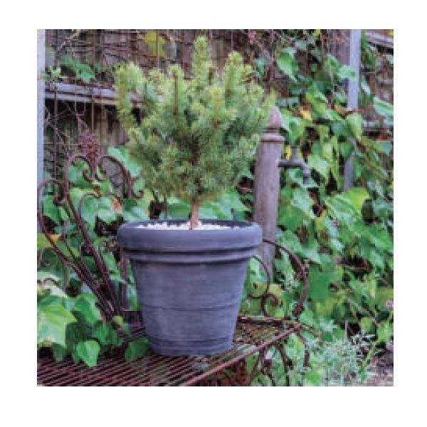 トーシン ELM エルム グレー 75L GP-TP-TM60GR_1