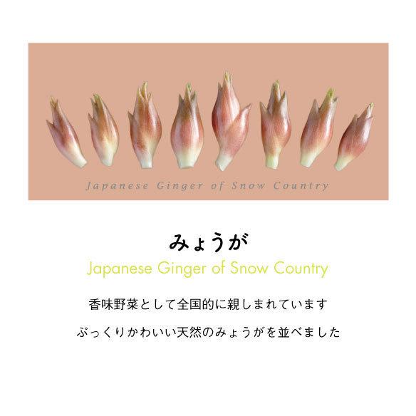 みょうがTシャツ　ダスティピンク |  | 01
