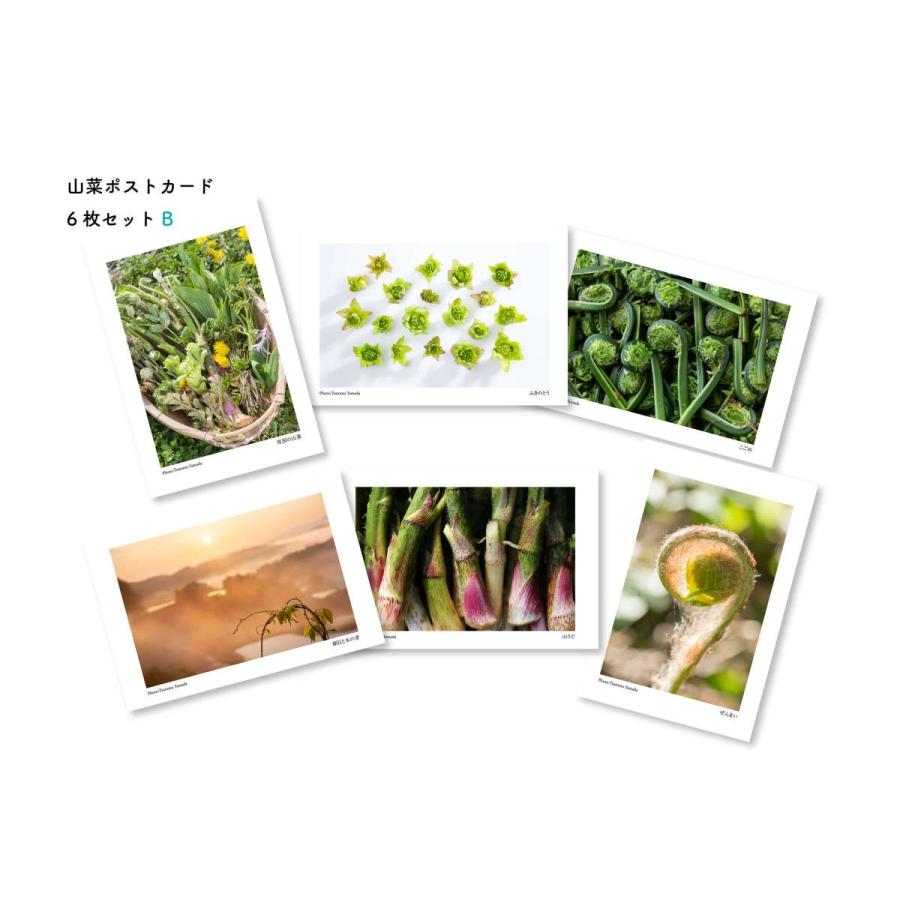 山菜ポストカードセットB（6枚入り）｜kiru-sansai｜01