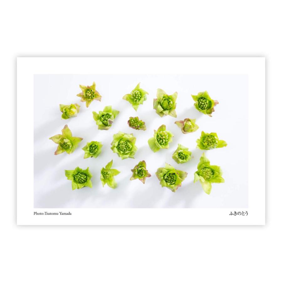 山菜ポストカードセットb 6枚入り Postcardb 着る山菜 通販 Yahoo ショッピング