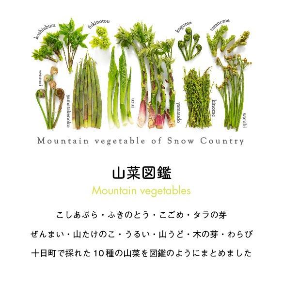 山菜図鑑Tシャツ　ホワイト |  | 01