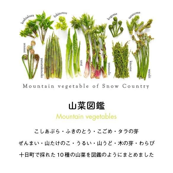 山菜図鑑Tシャツ　アッシュ |  | 01