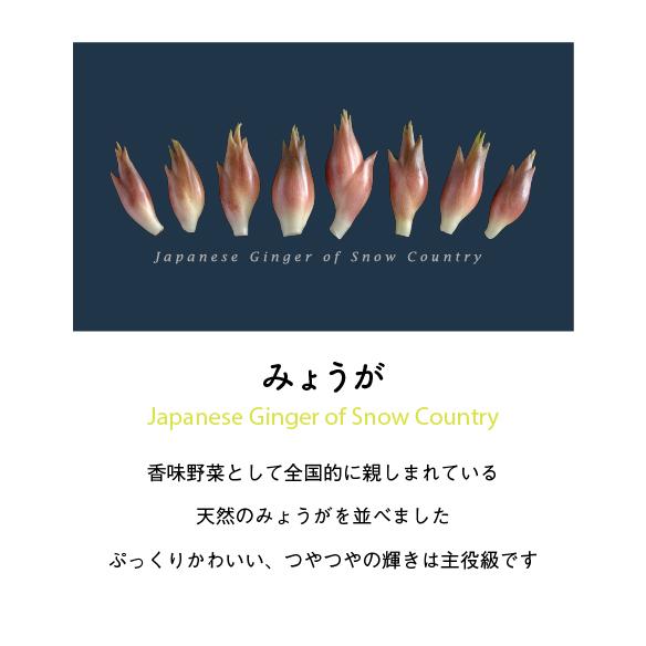 みょうがTシャツ　インディゴ |  | 02