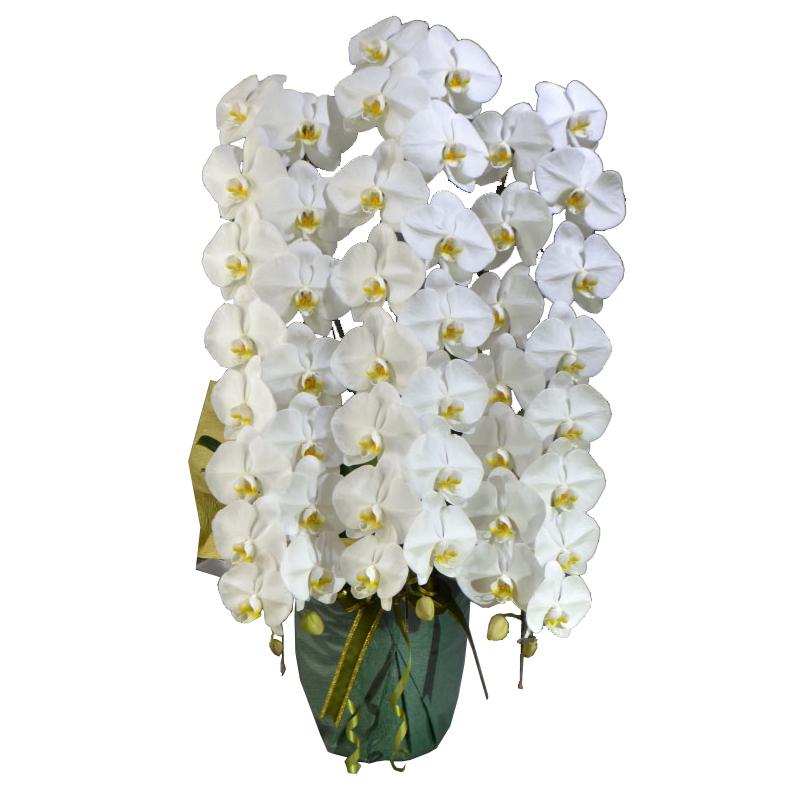 ☆sweetbasket☆季節のお花☆葉牡丹とシクラメンの寄せ植え☆ 葉牡丹 シクラメン クリスマスの寄せ植え 画像 白い花 | お花の