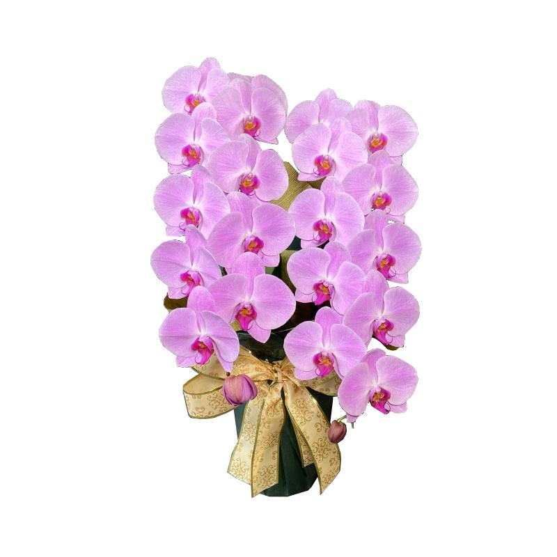 楽天市場】【エントリ—でポイント10倍】 胡蝶蘭 ミディ胡蝶蘭 3本立 6