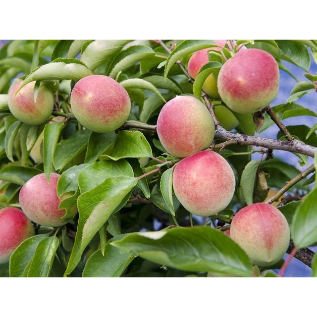 大玉‼️和歌山県産 完熟南高梅 3L.2Lサイズ 3kg みかんキング 紅南高梅