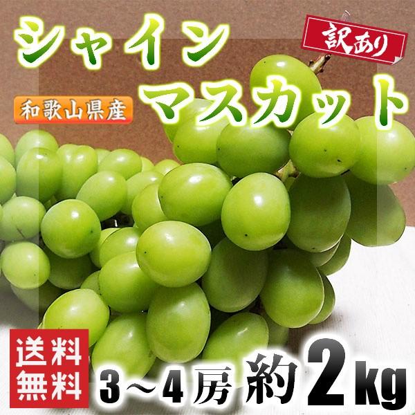 シャインマスカット 訳あり 和歌山県産 約2kg 3〜4房 送料無料(北海道、沖縄県除く) ぶどう ブドウ 葡萄 種なし マスカット ご家庭用 好評予約受付中｜kishuu-honpo