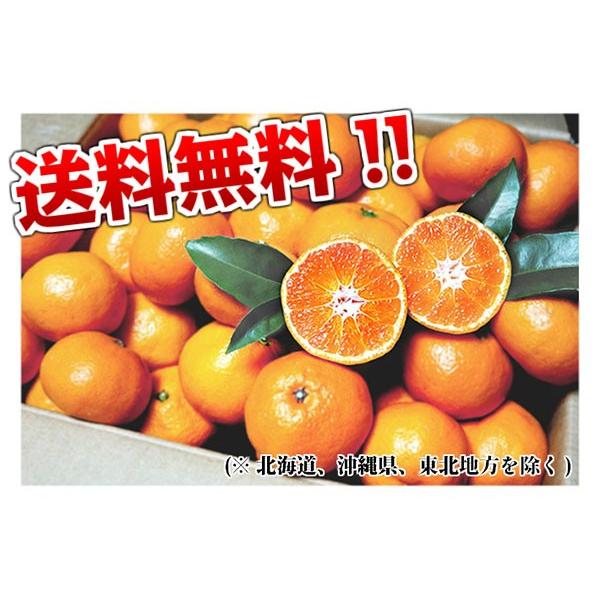 有田みかん 訳あり 10kg 和歌山県産 送料無料(北海道、沖縄県、東北地方除く) ミカン みかん 蜜柑 温州みかん ご自宅用 家庭用 果物 産地直送｜kishuu-honpo｜03