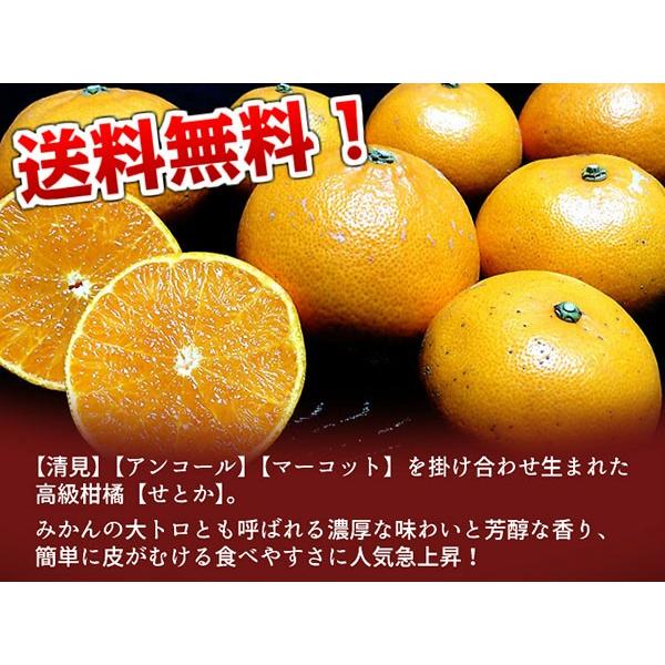 せとか 訳あり 10kg 和歌山県産 送料無料(北海道、沖縄県除く) せとか 高級みかん ご自宅用｜kishuu-honpo｜02