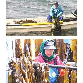 磯の木昆布 180g (北海道名産こんぶ) カルシウムたっぷりおしゃぶり