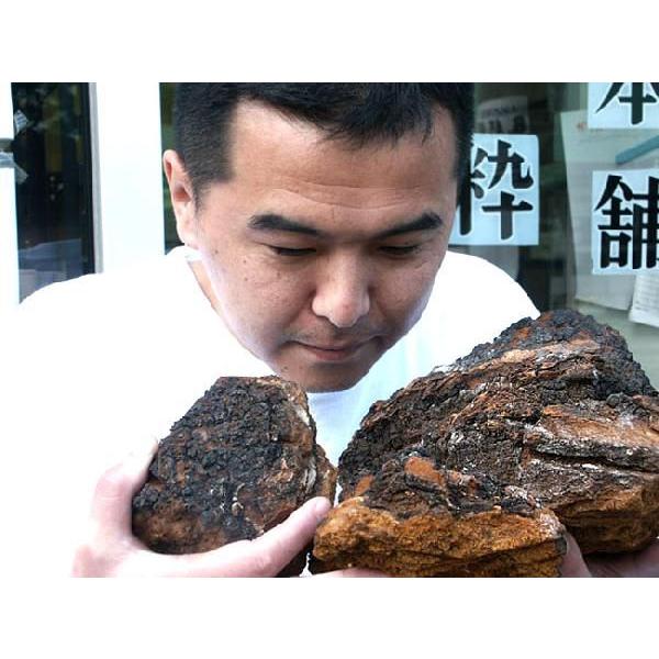 カバノアナタケ茶（かばのあなたけ茶）チャーガ茶100% 塊（原体)700g 北海道産 キノコジュース キノコ茶 チャーガティ【メール便対応】｜kissui｜03