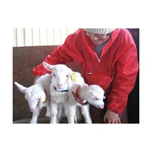 しれとこ ヤギミルク 200ml(10本セット)無添加 北海道産 人もペットも