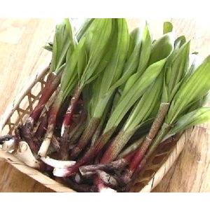 生行者にんにく(ぎょうじゃ)1kg 送料無料 天然100％ 北海道の野山に群生 幻の山菜 行者ニンニクの画像