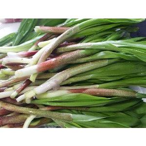 生行者にんにく(ぎょうじゃ)1kg 送料無料 天然100％ 北海道の野山に群生 幻の山菜 行者ニンニクの画像