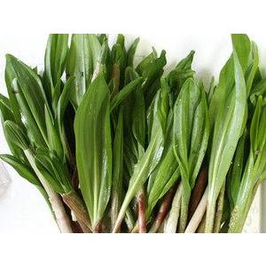 生行者にんにく(ぎょうじゃ)1kg 送料無料 天然100％ 北海道の野山に群生 幻の山菜 行者ニンニクの画像