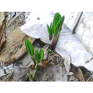 生行者にんにく(ぎょうじゃ)1kg 送料無料 天然100％ 北海道の野山に群生 幻の山菜 行者ニンニクの画像