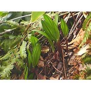 生行者にんにく(ぎょうじゃ)1kg 送料無料 天然100％ 北海道の野山に群生 幻の山菜 行者ニンニクの画像