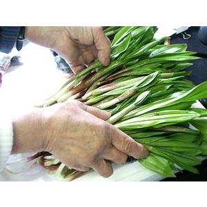 生行者にんにく(ぎょうじゃ)1kg 送料無料 天然100％ 北海道の野山に群生 幻の山菜 行者ニンニクの画像