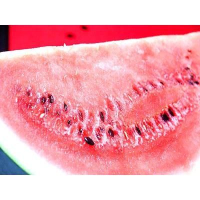 でんすけすいか (最高ランク 秀品 7〜8kg) 日本農業賞大賞受賞 北海道