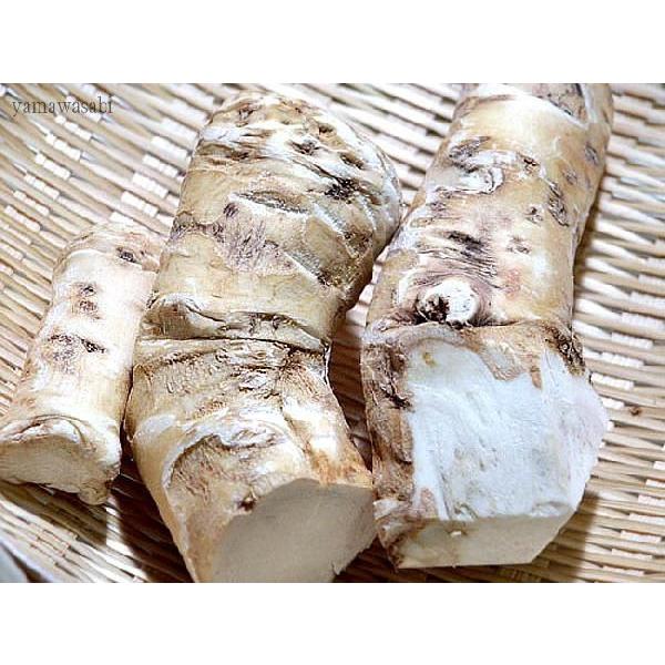 山わさび(70g〜100g)×3パック(北海道産山山葵) ホースラディッシュ