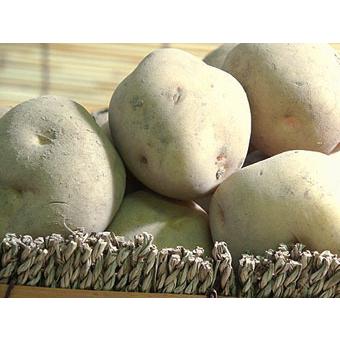 北あかり 10kg (サイズ無選別 訳ありB品) 北海道産じゃがいも (北海道