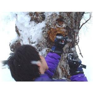 カバノアナタケ茶（かばのあなたけ茶）北海道産！無添加100%！チャーガ茶 3ミリカット以下粉砕 200g≪健康茶≫樺孔茸茶【メール便対応】