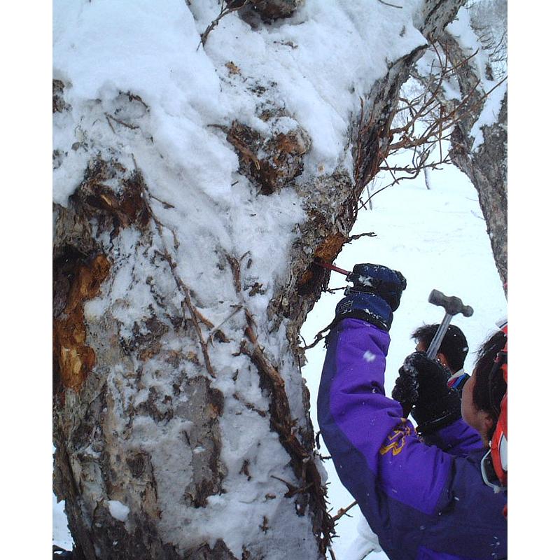 カバノアナタケ茶（かばのあなたけ茶）北海道産！無添加100%！チャーガ茶 3ミリカット以下粉砕 200g≪健康茶≫樺孔茸茶【メール便対応】