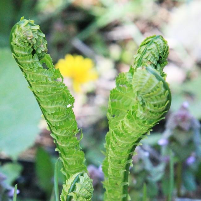 揚げこごみ 200g (山の香り)山の幸「コゴミ」をじっくり丁寧に油